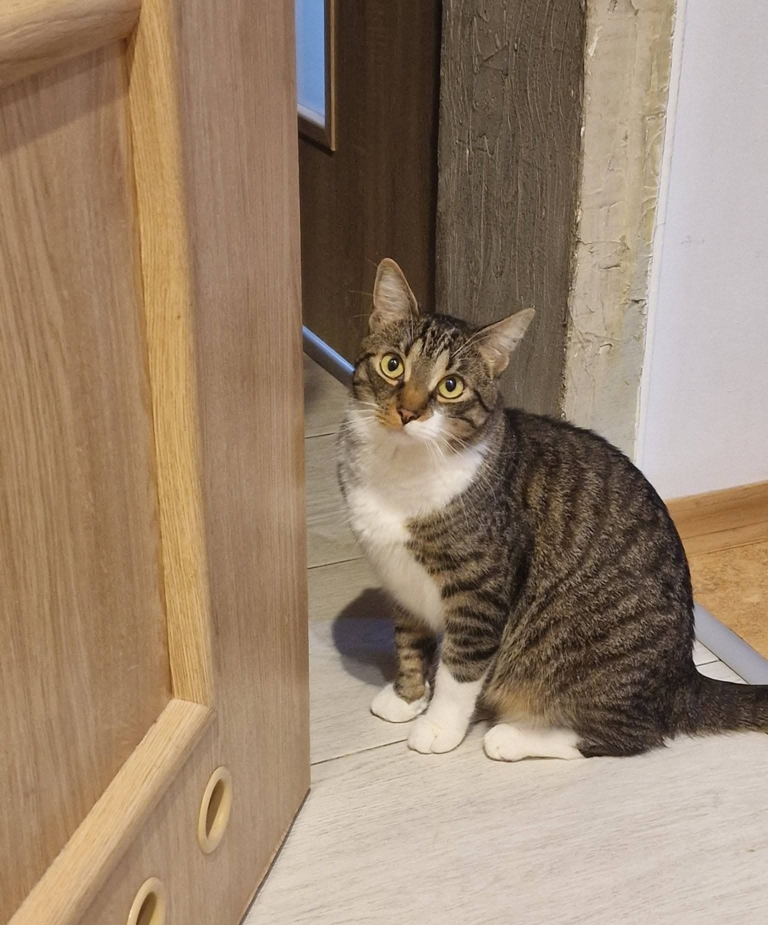 Неизвестна котка