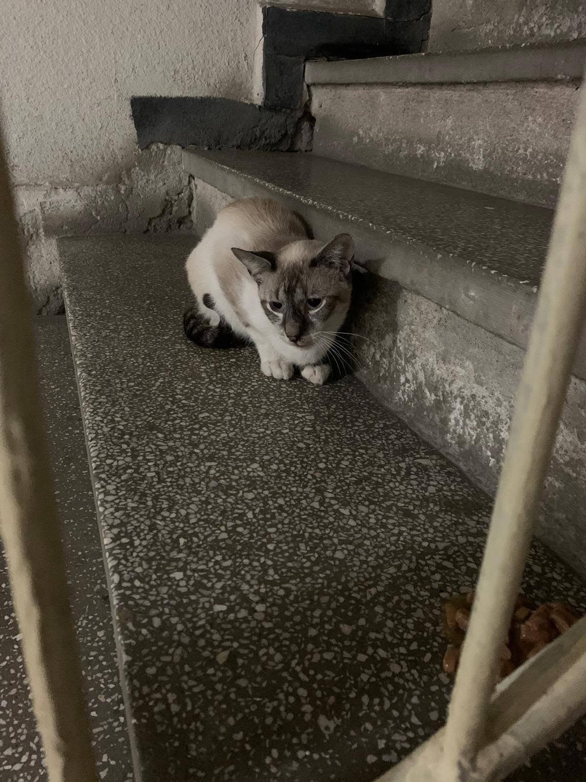 Pisică necunoscută
