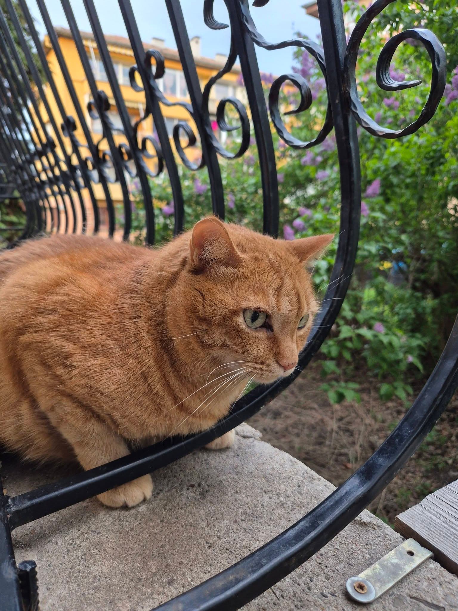Мартин