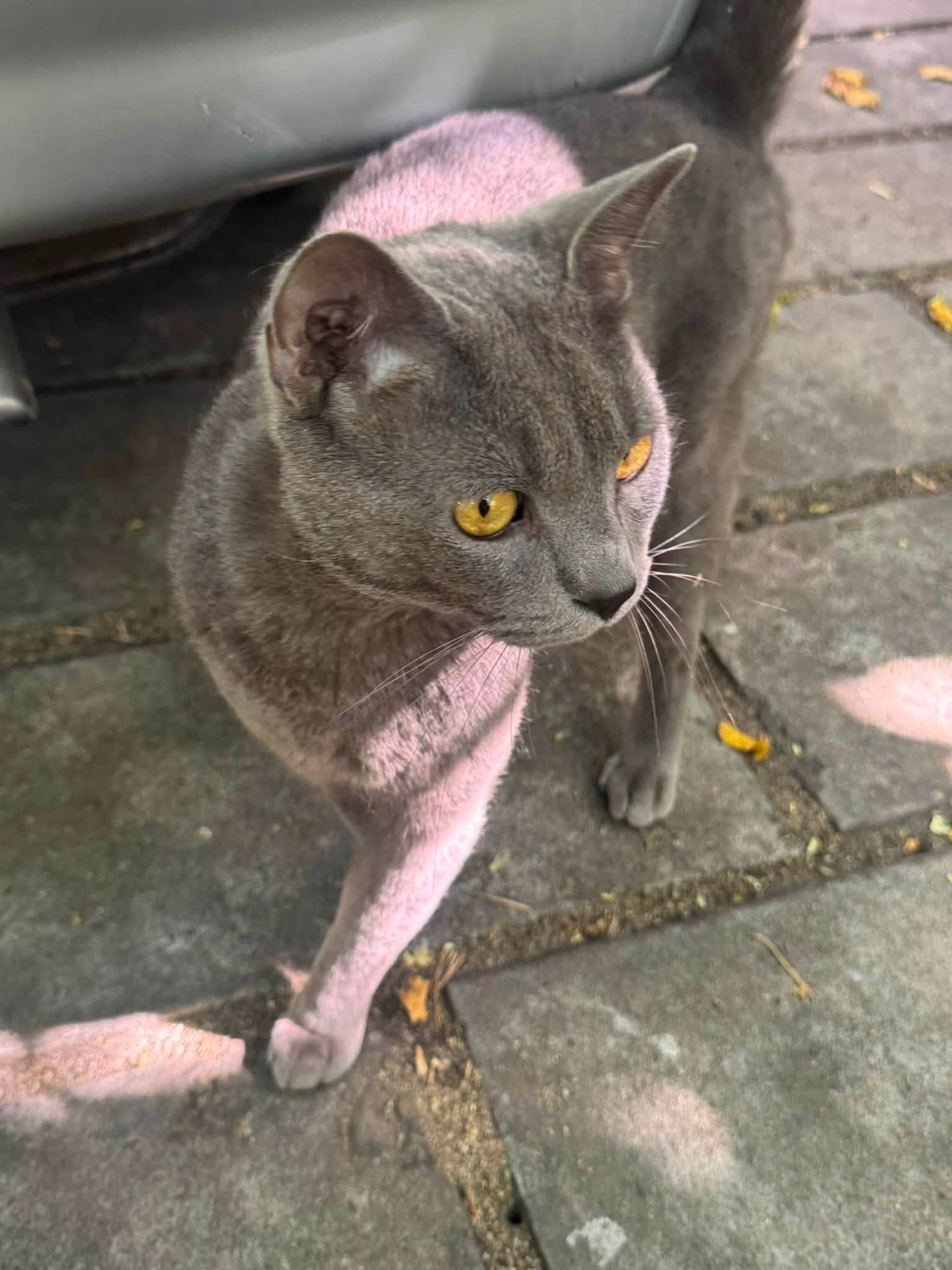 Неизвестна котка
