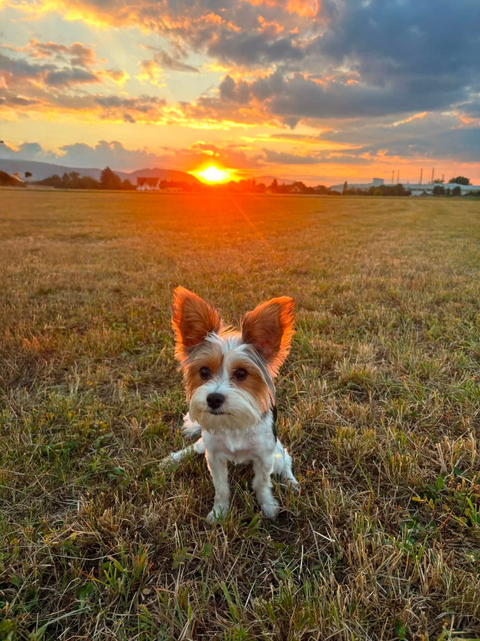 Daisy