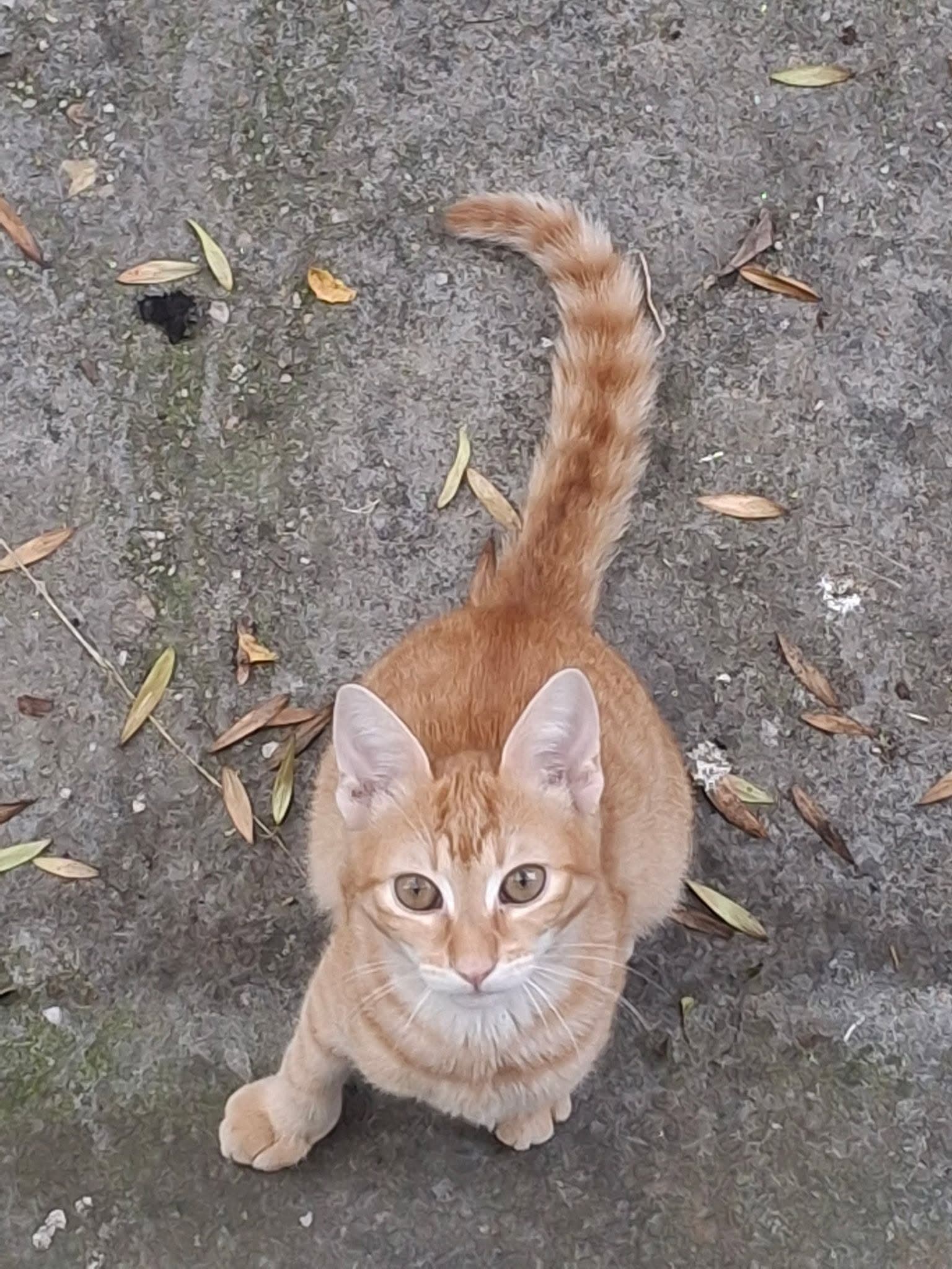 Matei