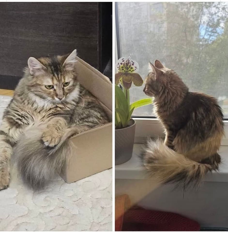 Pisică necunoscută