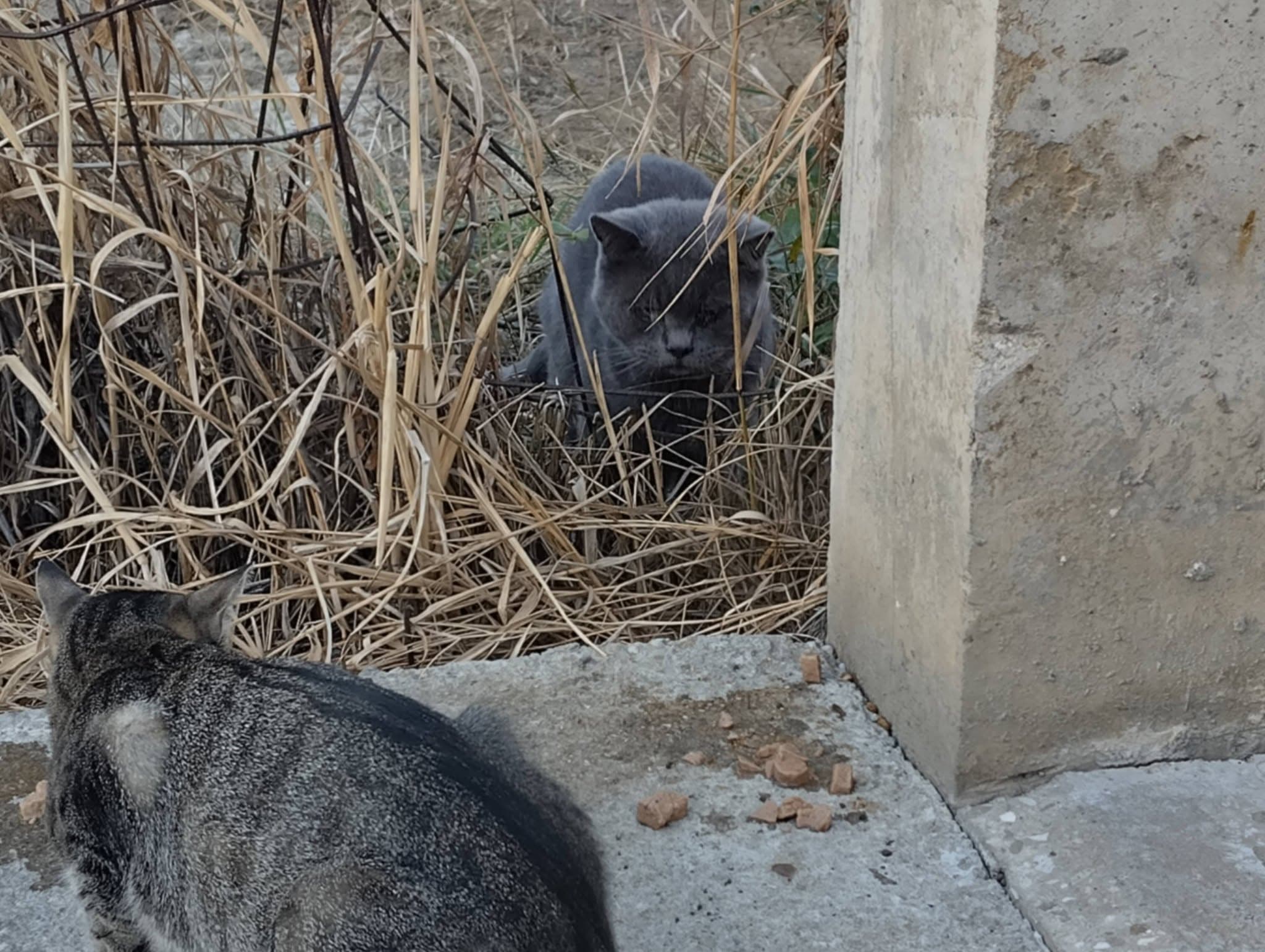 Pisică necunoscută