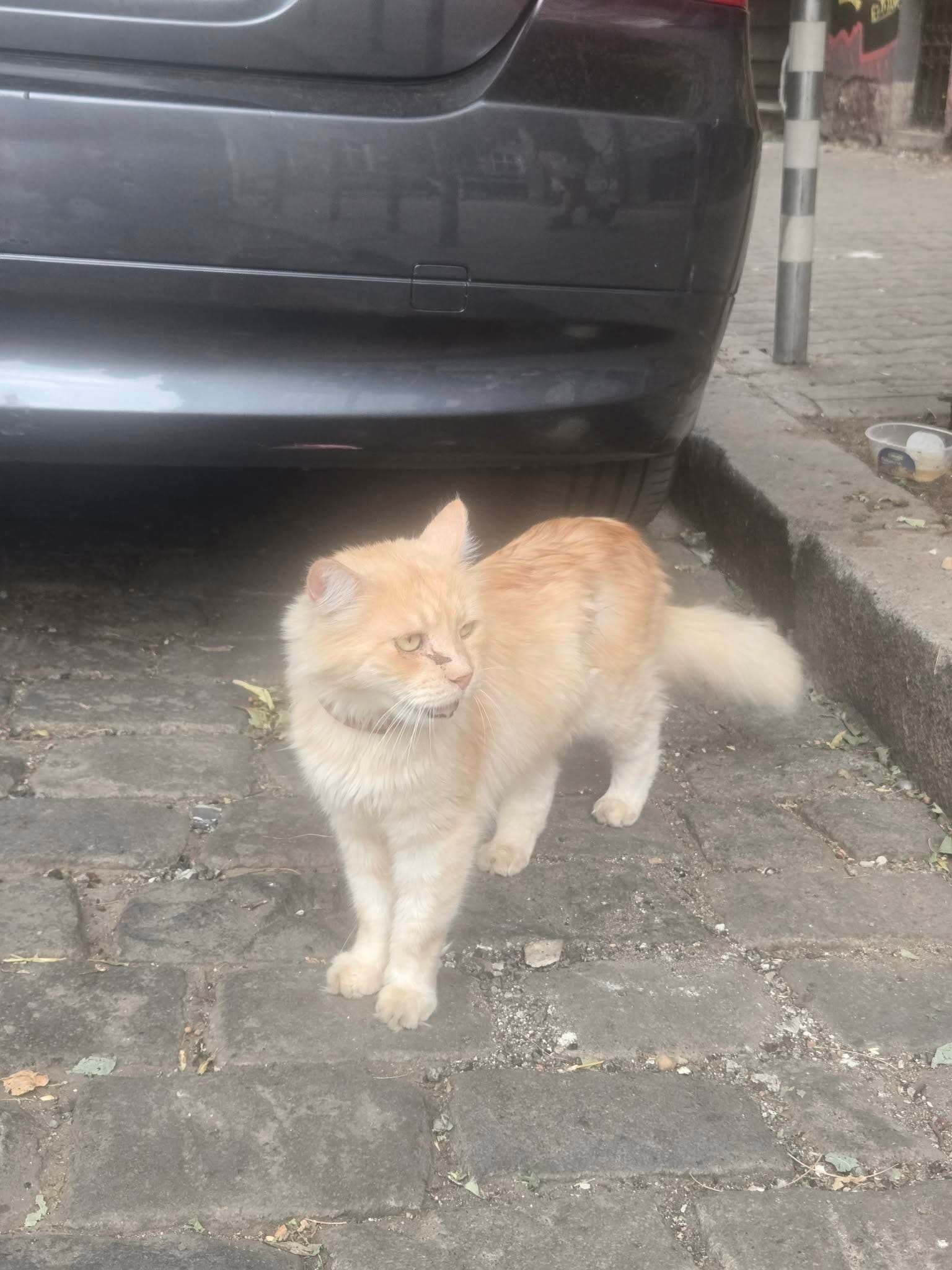 Снимка на домашен любимец — 2 от 2