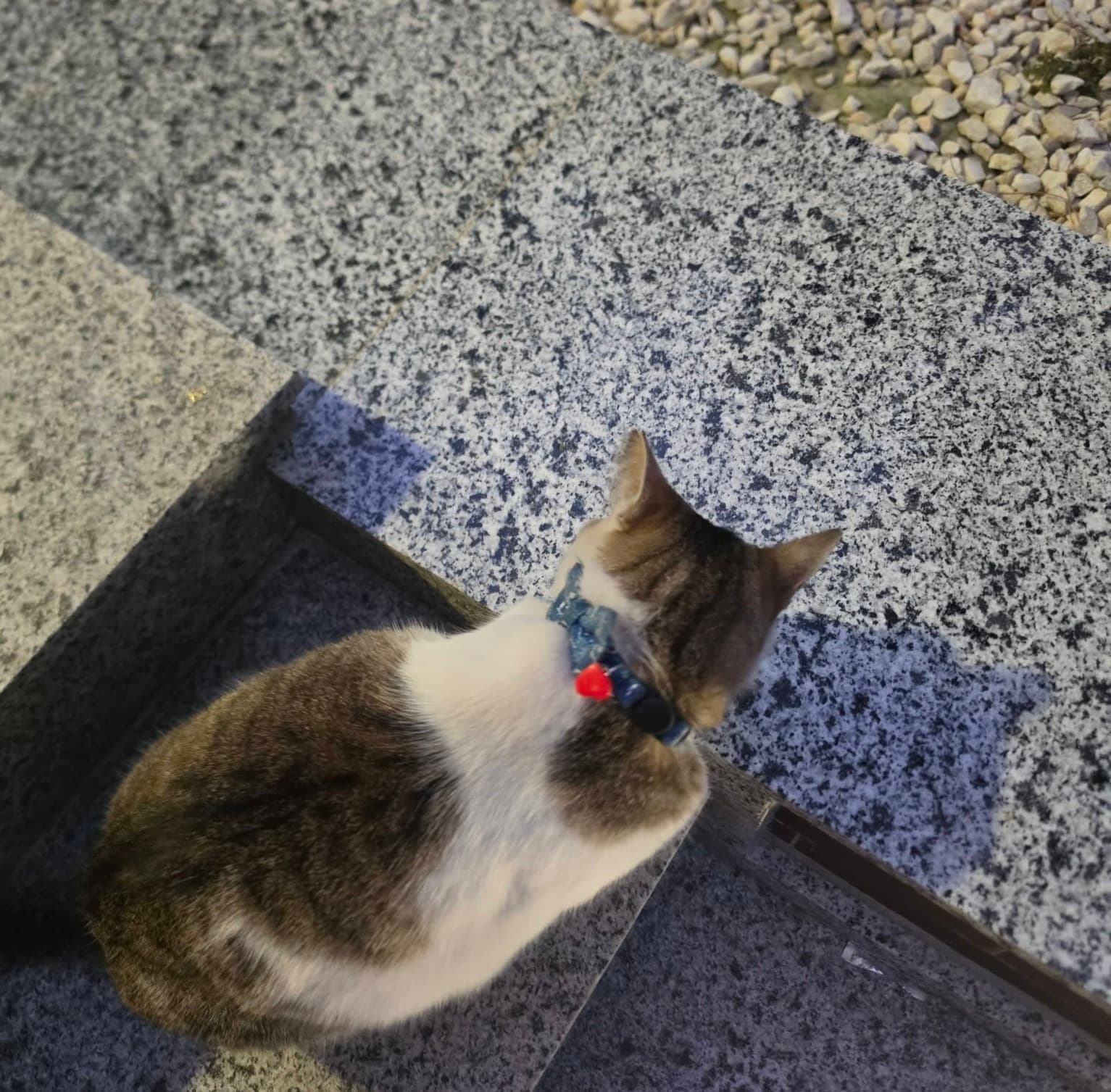Pisică necunoscută