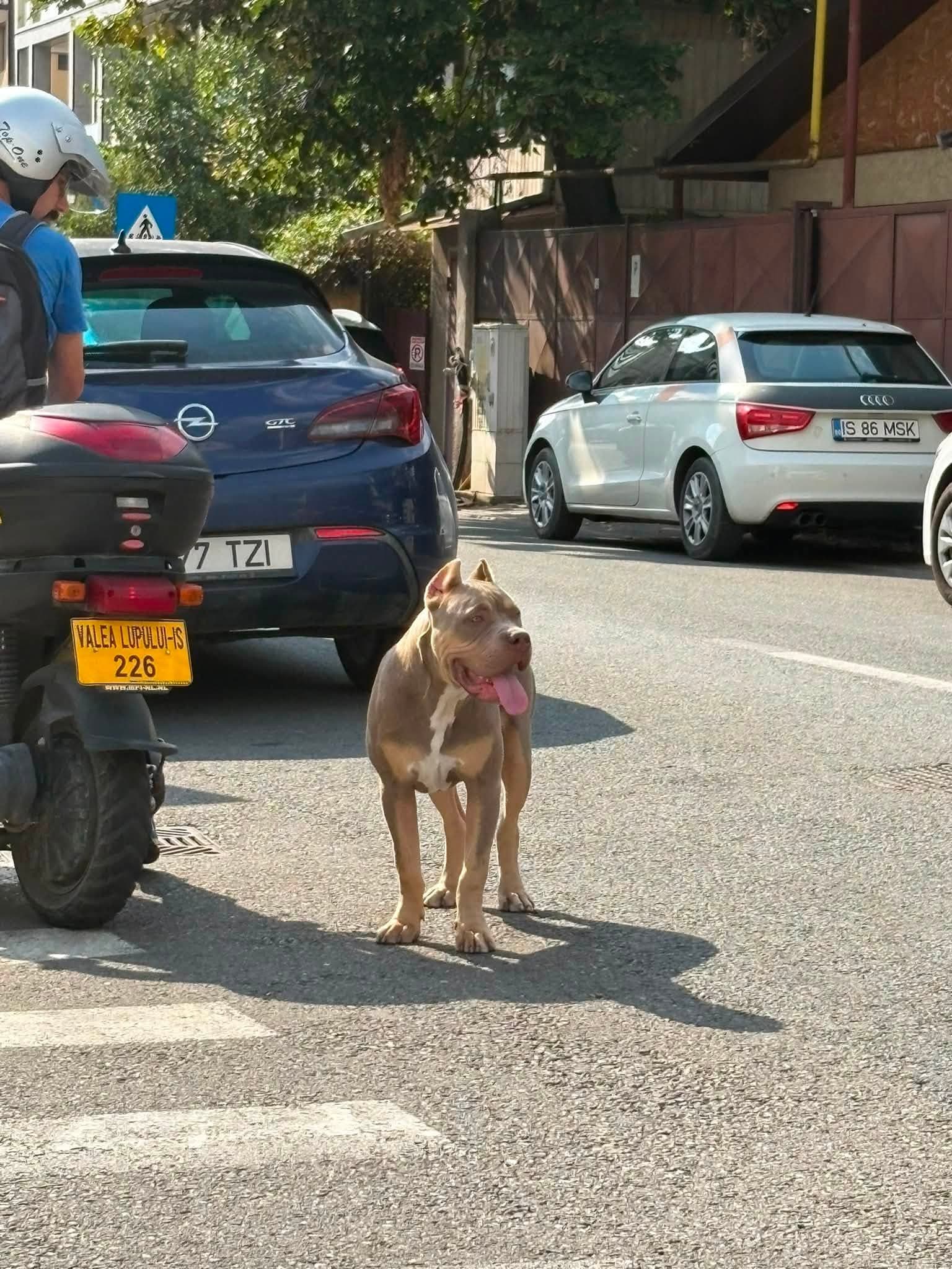 Fotografie cu animăluțul