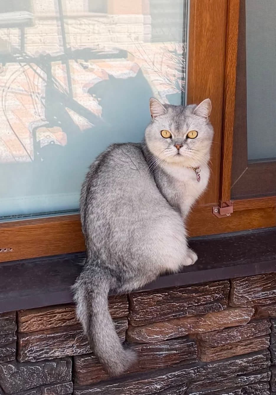 Fotografie cu animăluțul