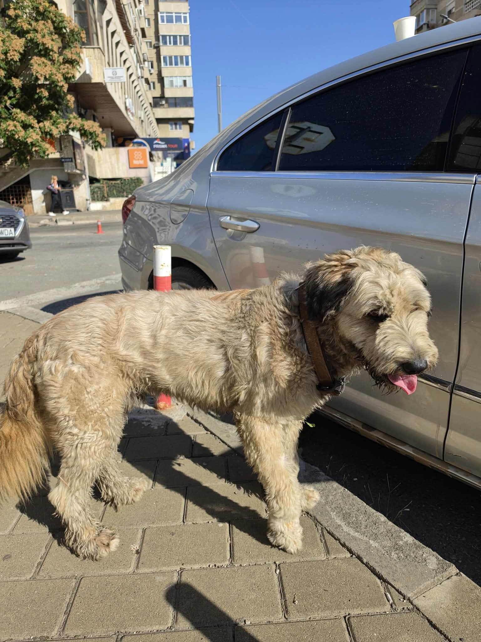 Fotografie cu animăluțul