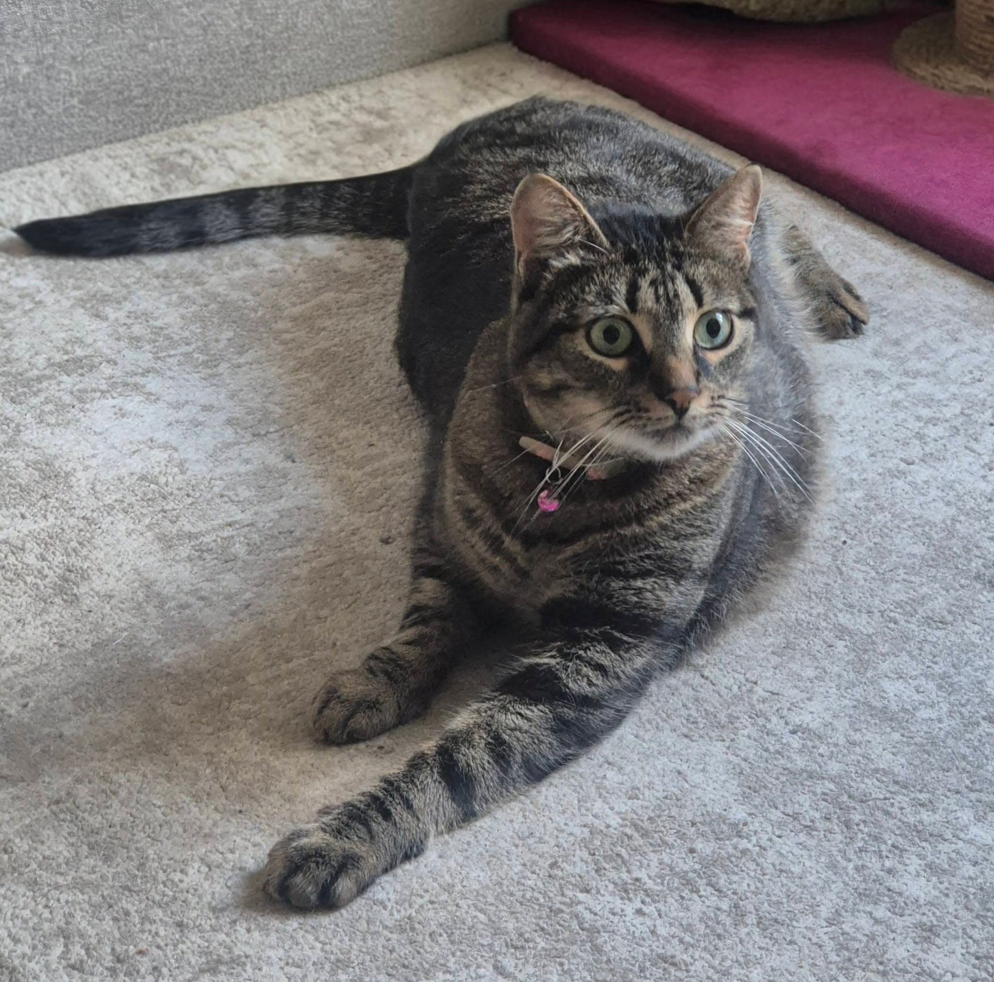 Fotografie cu Tigr — 2 din 2