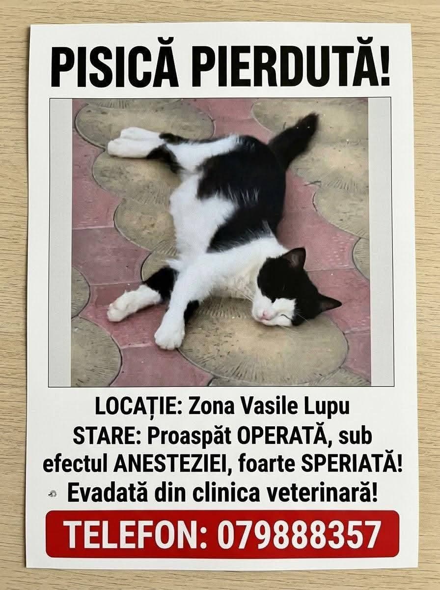 Pisică pierdută