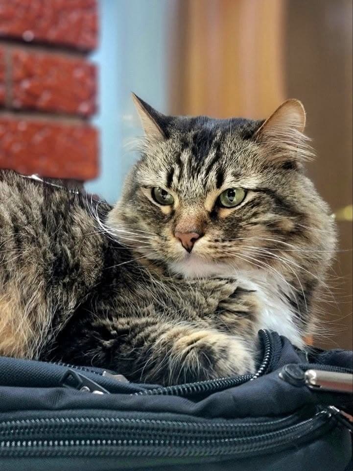 Fotografie cu Loki — 1 din 2
