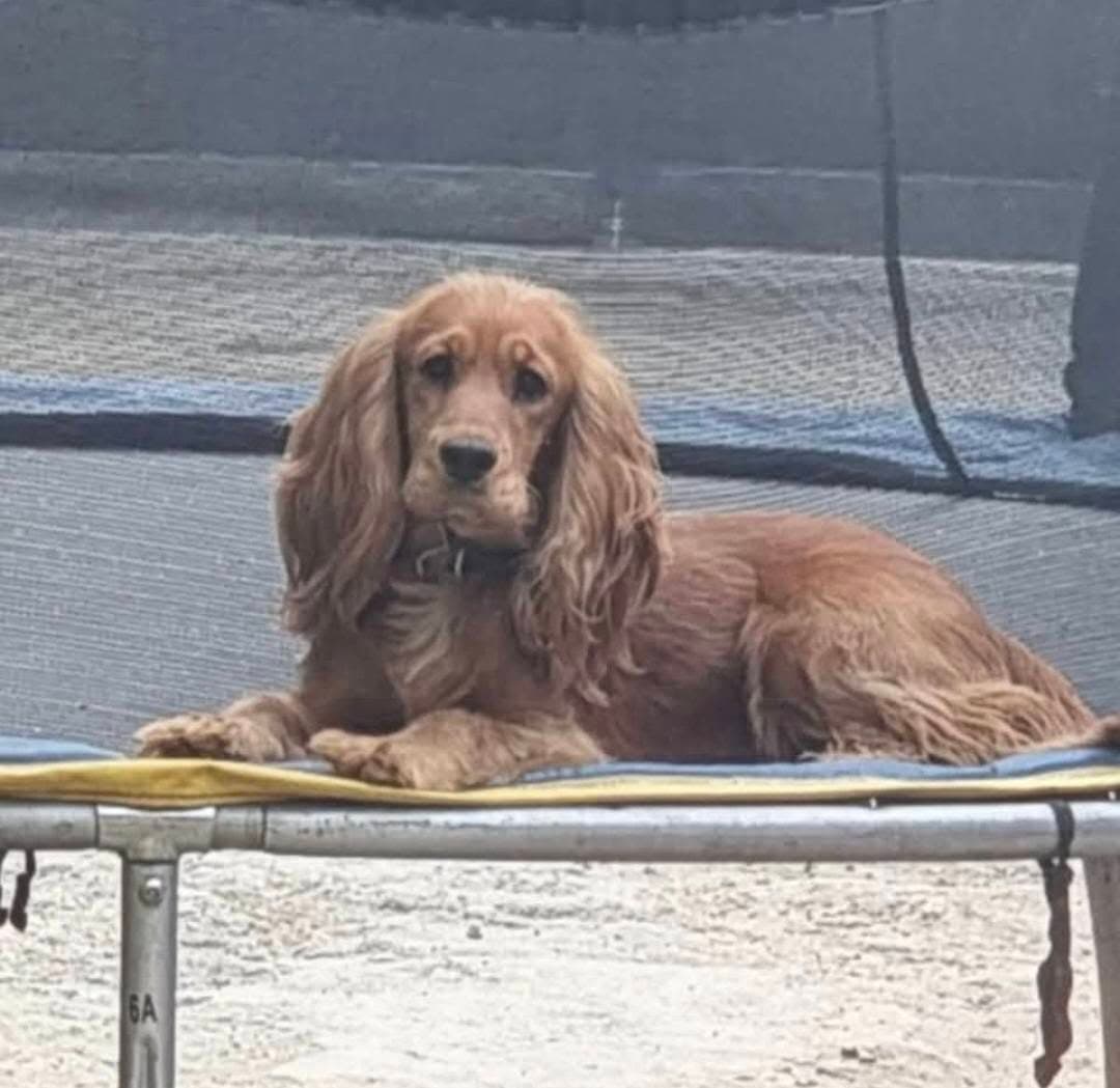 Câine necunoscut