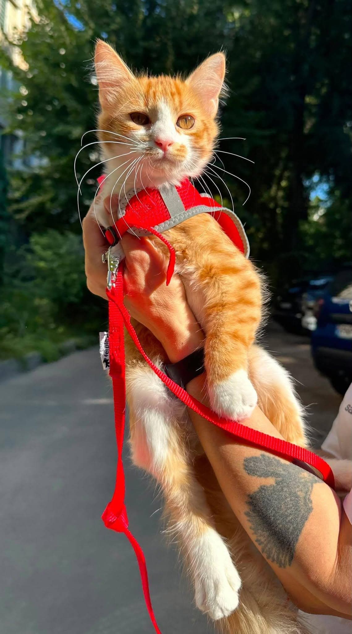 Masya