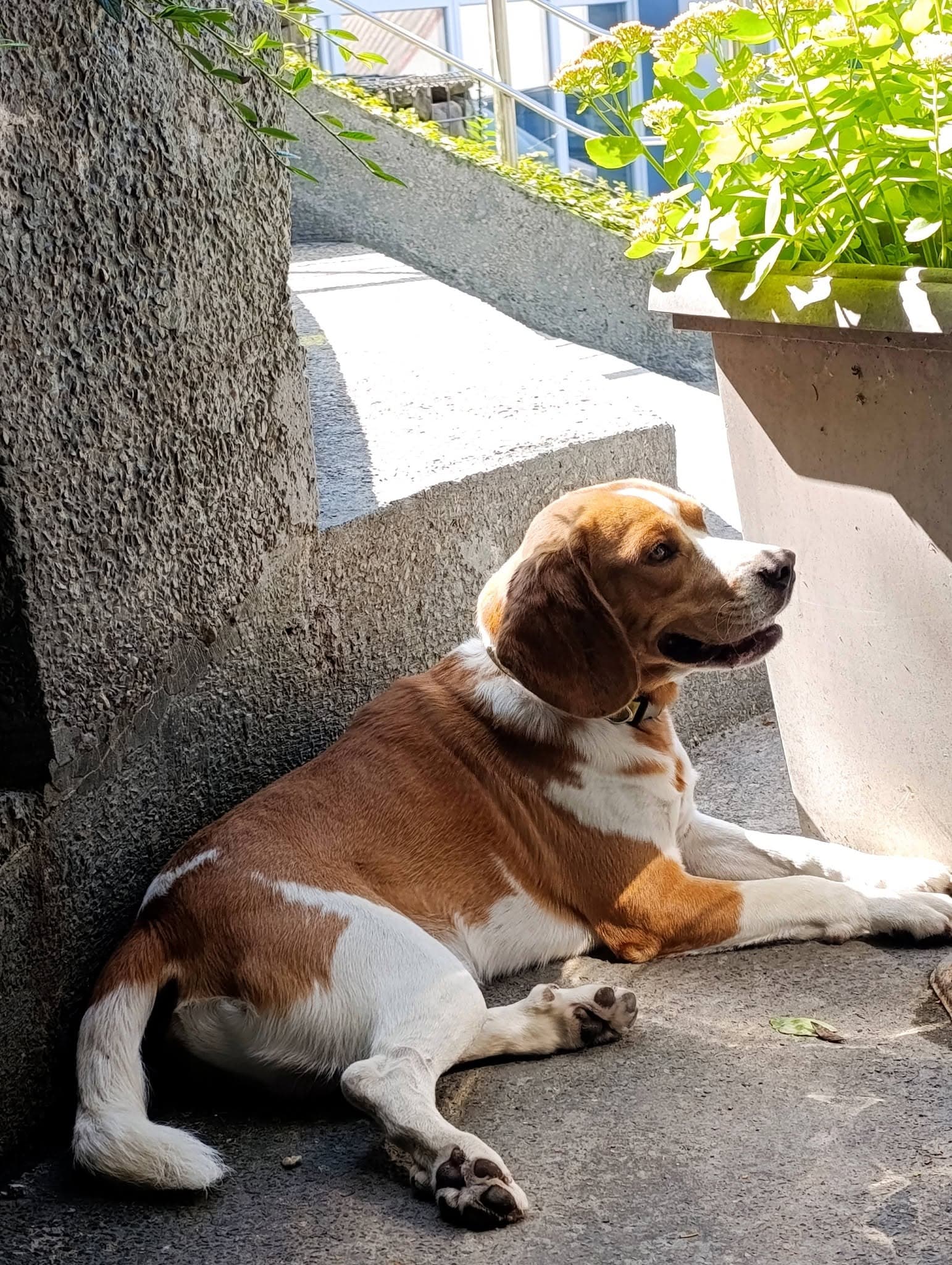 Câine necunoscut