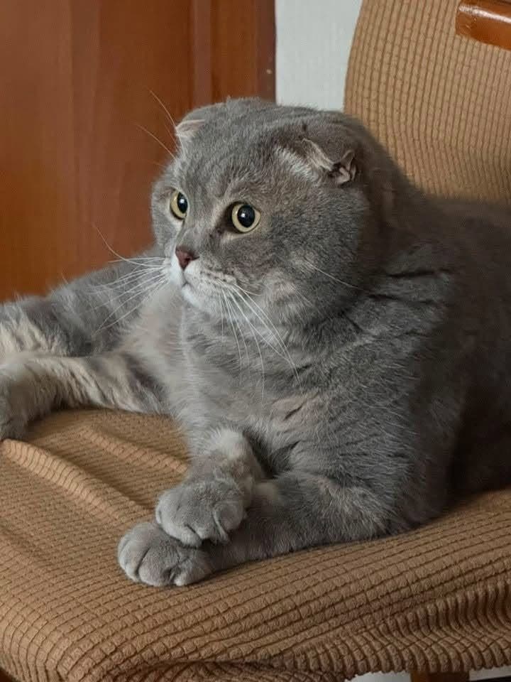 Tisha